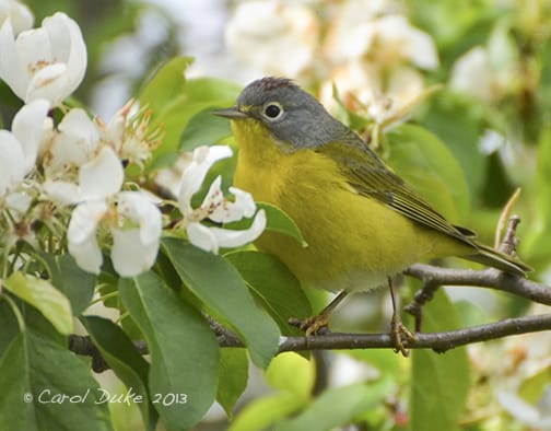 A Bestiary: Songbirds ~ Nashville Warbler