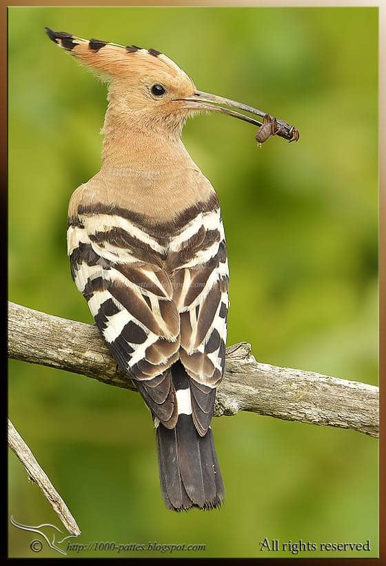 Male Hoopoe