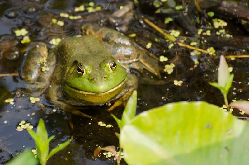 Great Swamp National Wildlife Refuge