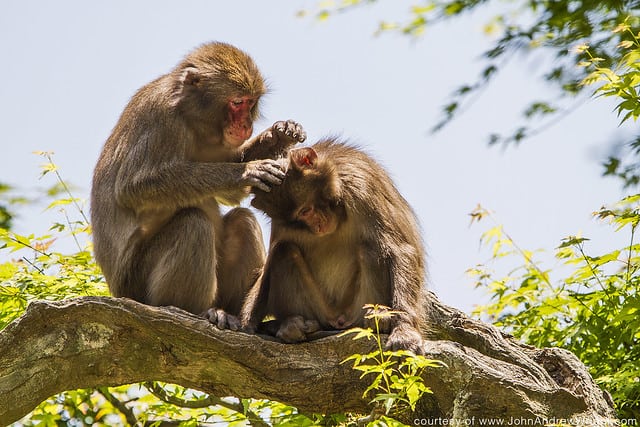 Summer Wildlife in Japan