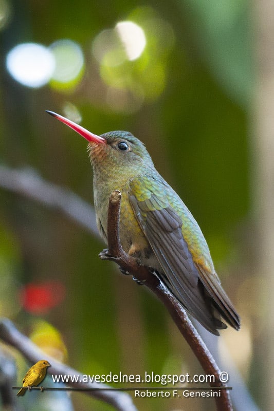 Picaflor bronceado, Gilded Sapphire, Hylocharis chrysura