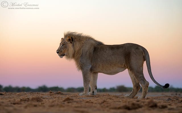 Pastel Lion