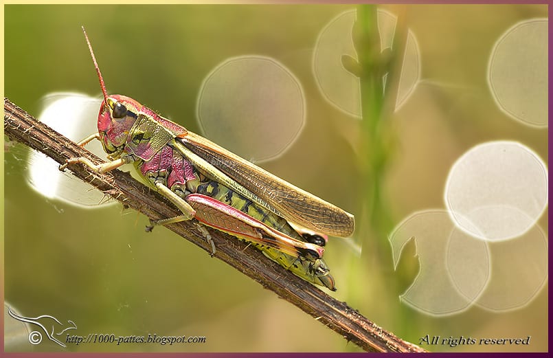 Large marsh grasshopper