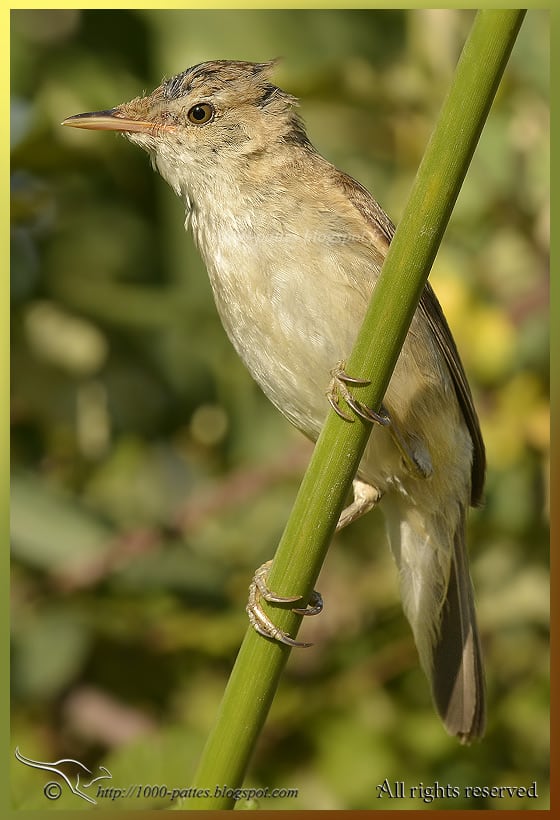 The Reed Warbler