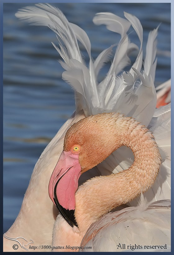 The Greater Flamingo