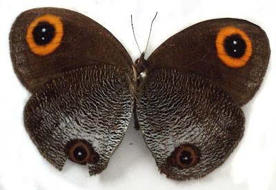 New butterfly species described from Dibang Valley in India