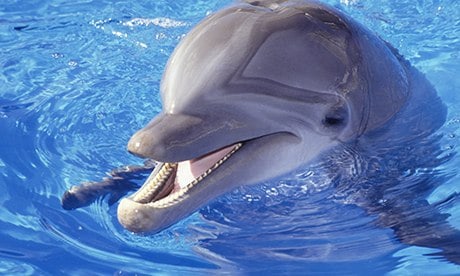 Swim with dolphins, then eat them in a cafe? Give the poor creatures a break