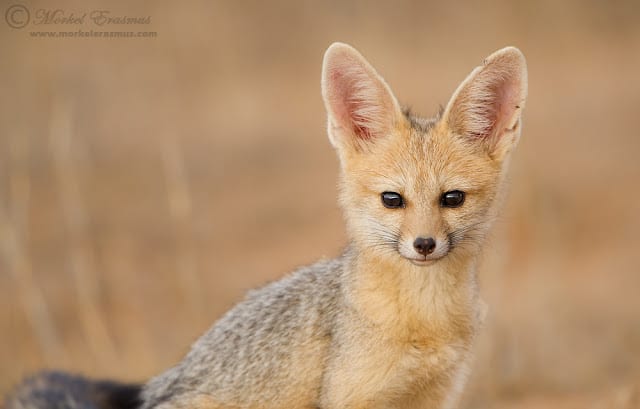 Foxy Face