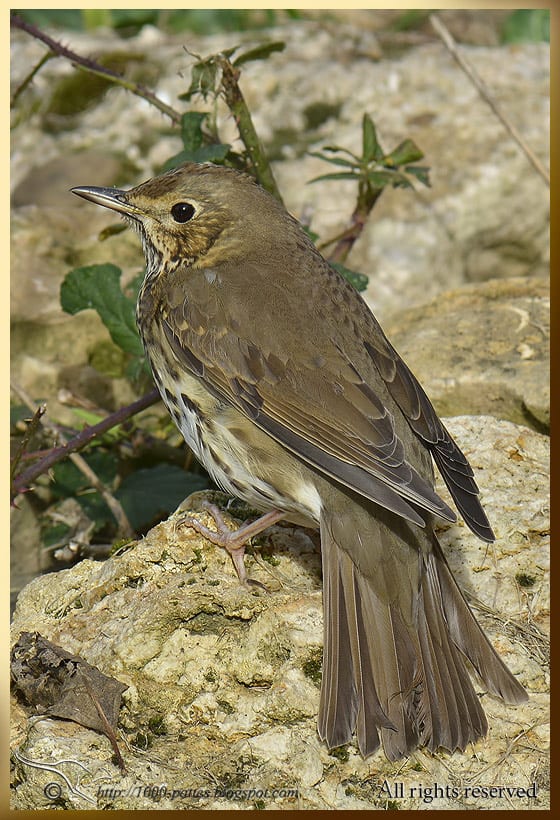 The Song Thrush