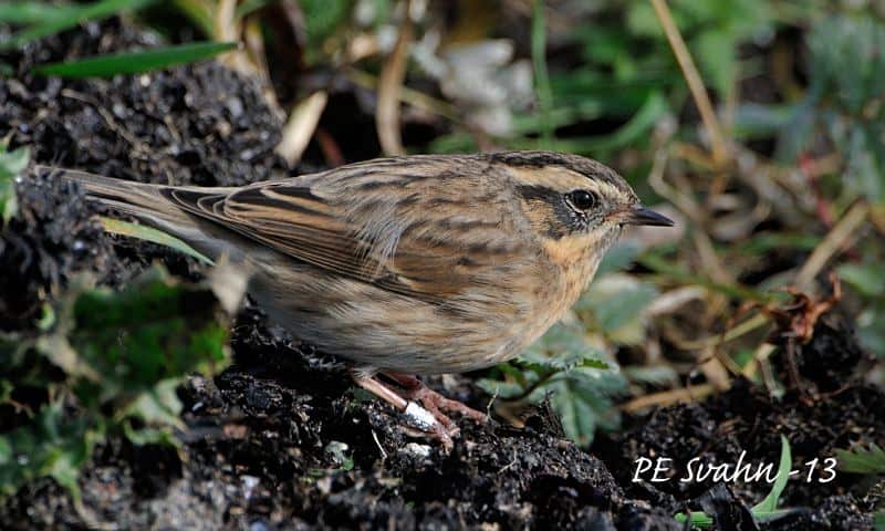 Black-throated Accentor, Prunella atrogularis