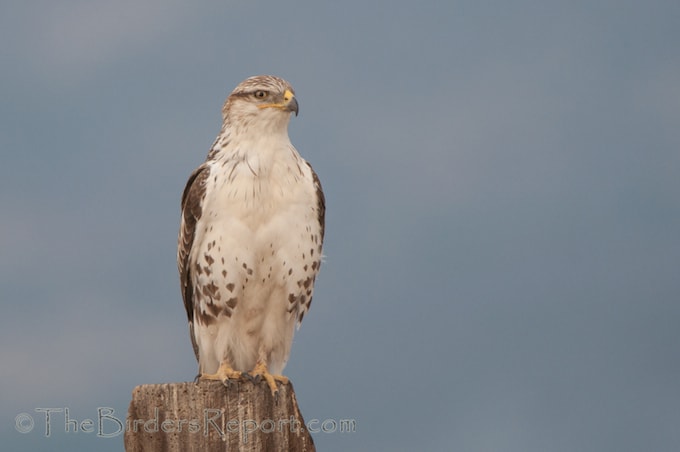 Ferruginous Hawk on Rat Farm Road