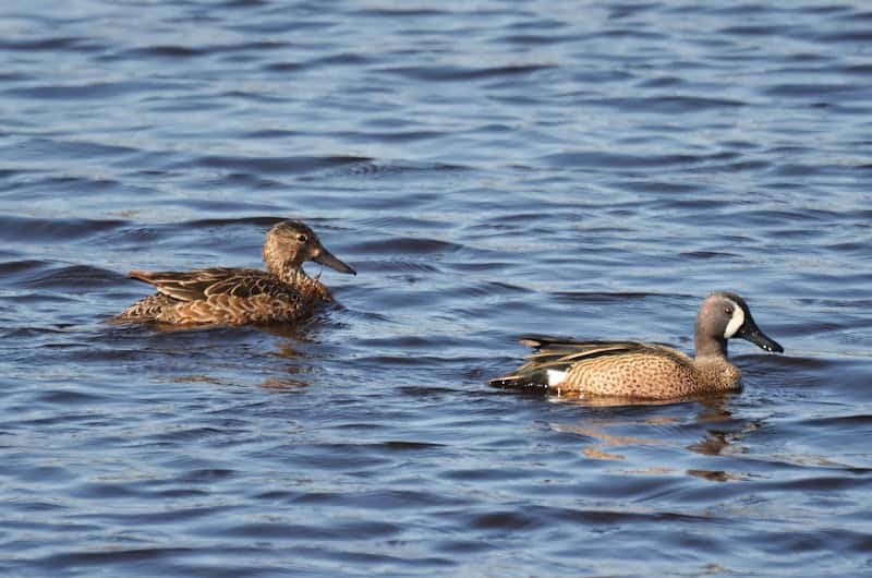 Dabbling Ducks