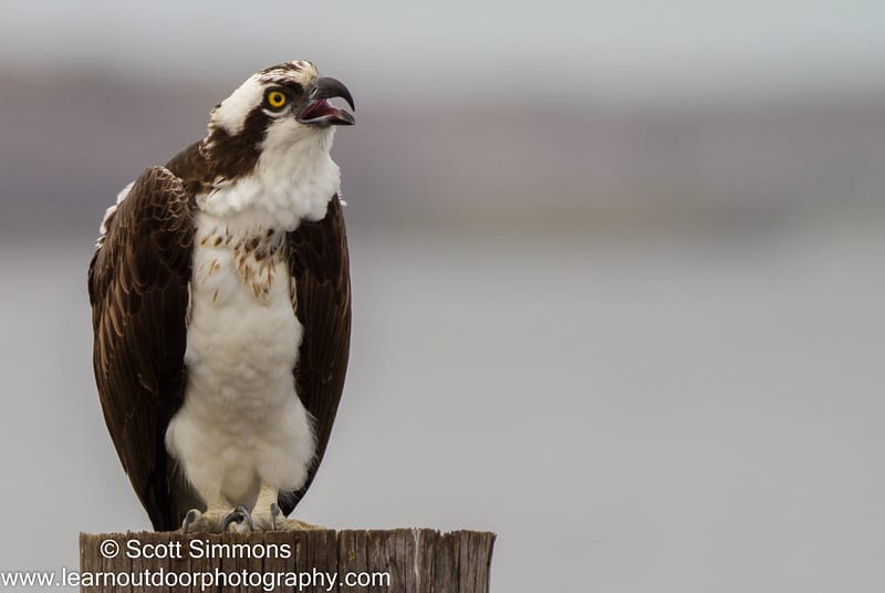 Osprey on Lake Monroe