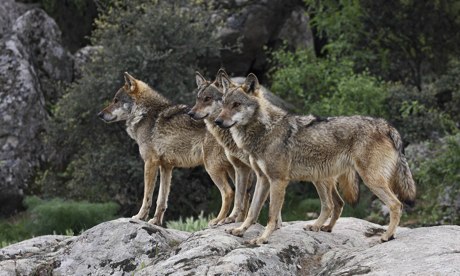 From the steppe to central Spain, Europe echoes to the howl of the wolf