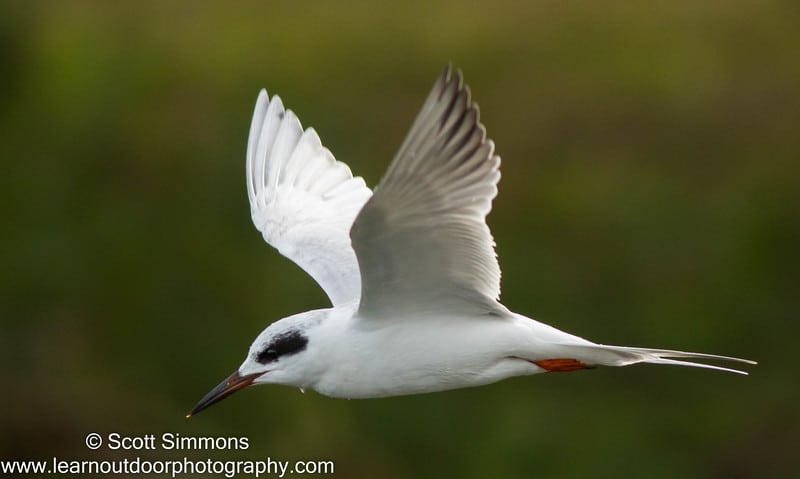 Forsters Tern At Overlook Park Focusing On Wildlife 9858