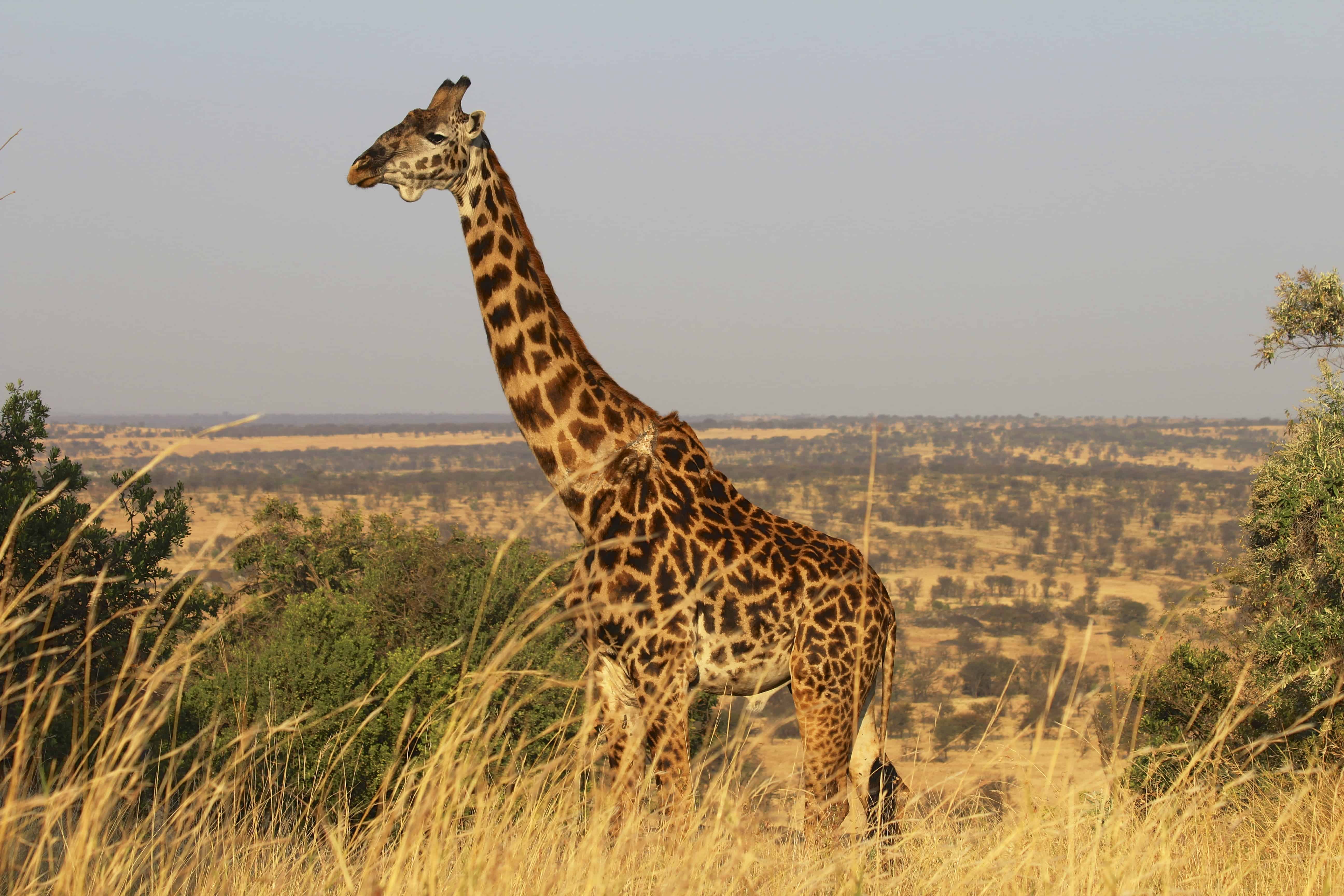 Join the 1st World Giraffe Day and help save these gentle giants