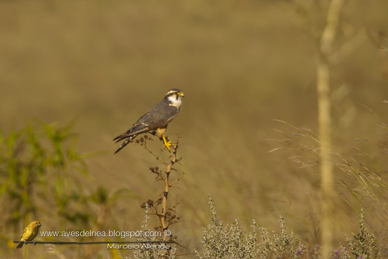 Halcón plomizo, Aplomado Falcon, Falco femoralis