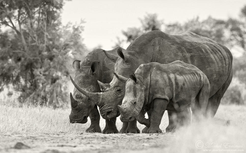 The Crash of the Rhinos | Focusing on Wildlife