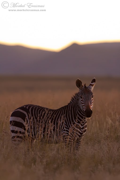 Dusk Zebra