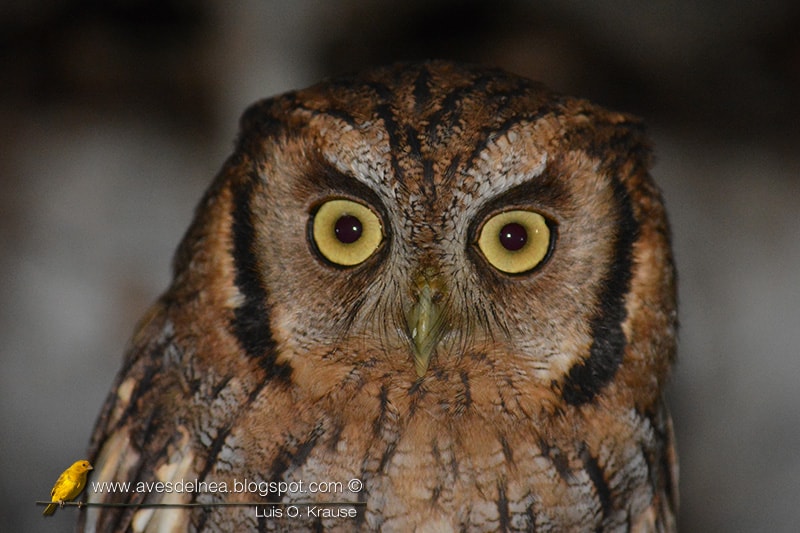 Alicucú común, Tropical Screech-Owl, Megascops choliba