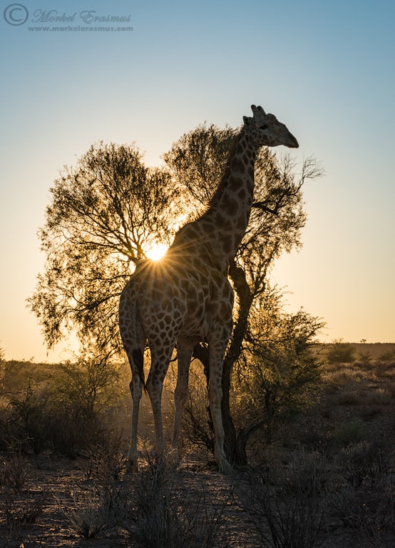 Giraffe Sunburst