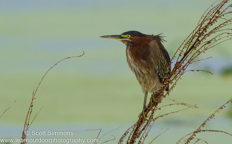 Green Heron, 9/27/2014