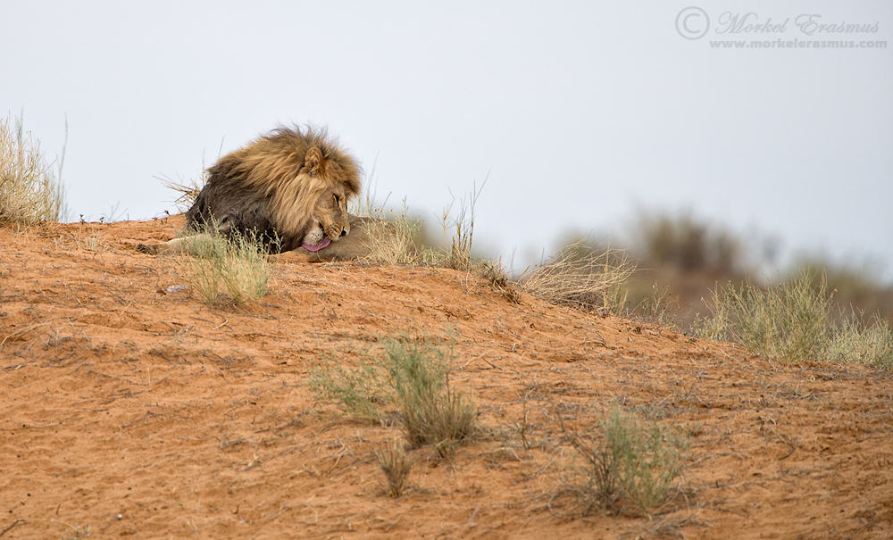 Lions of the Red Dunes