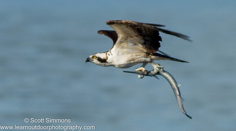 Osprey with Gar