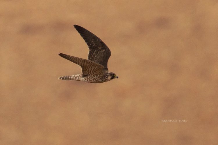 Fuerteventura Tour – Limosa Holidays