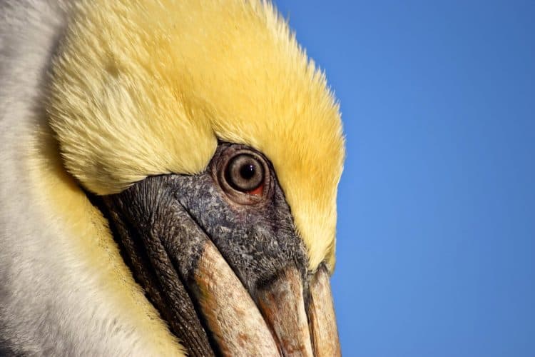 Video: Pelican Dreams