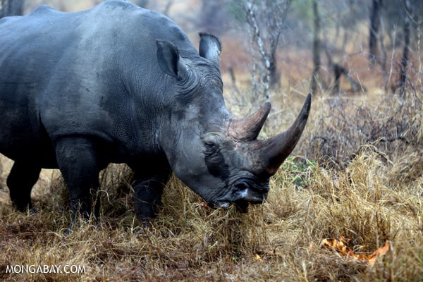 New blood record: 1,020 rhinos killed in South Africa