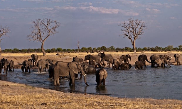 Video: On safari in Zimbabwe – with poachers turned gamekeepers