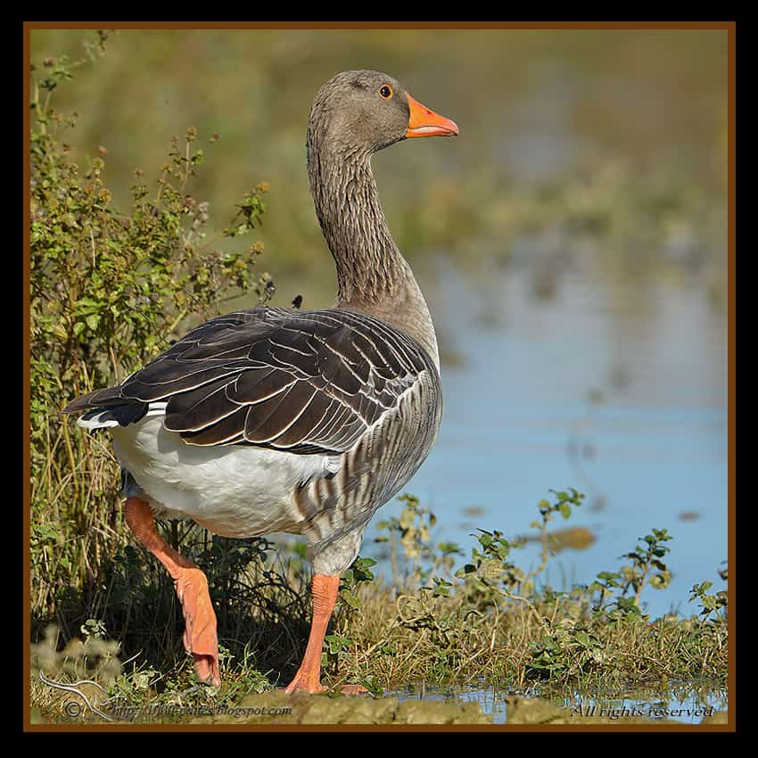 Greylag geese, in for winter…