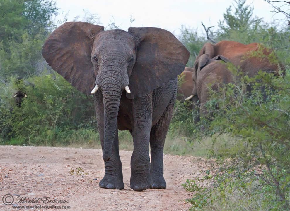 Madikwe: May 2010 (Part 1)