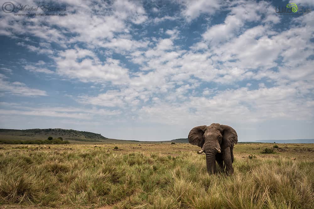 Elephant in the Mara