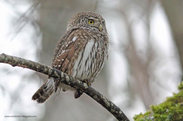 Pygmy Owl