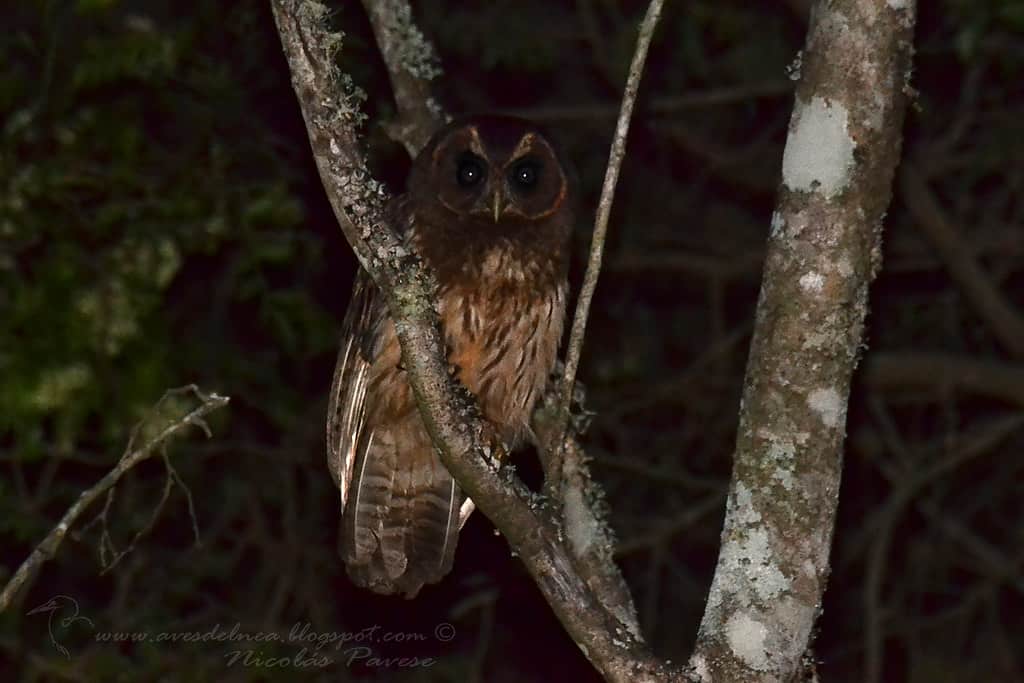 Lechuza estriada (Mottled Owl) Strix virgata