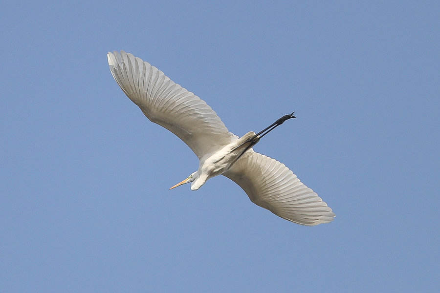 A few herons – Jubail