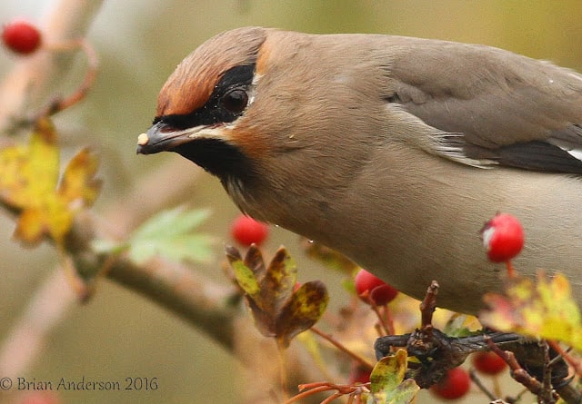 Finding Waxwings in Norfolk