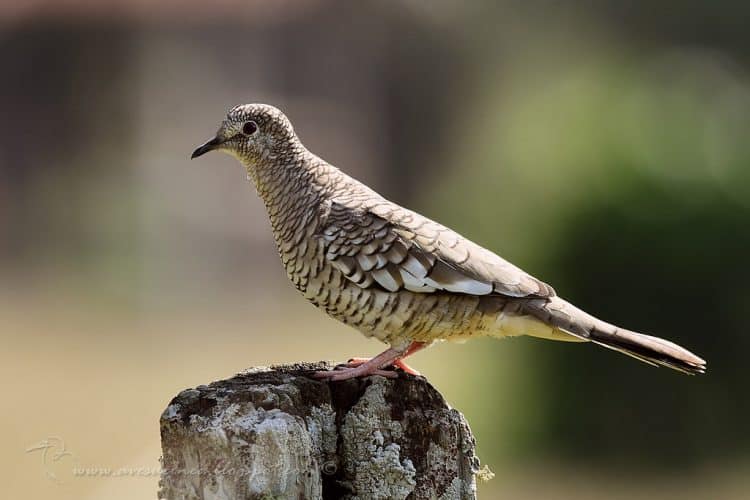 Torcacita escamada (Scaled dove) Columbina squammata