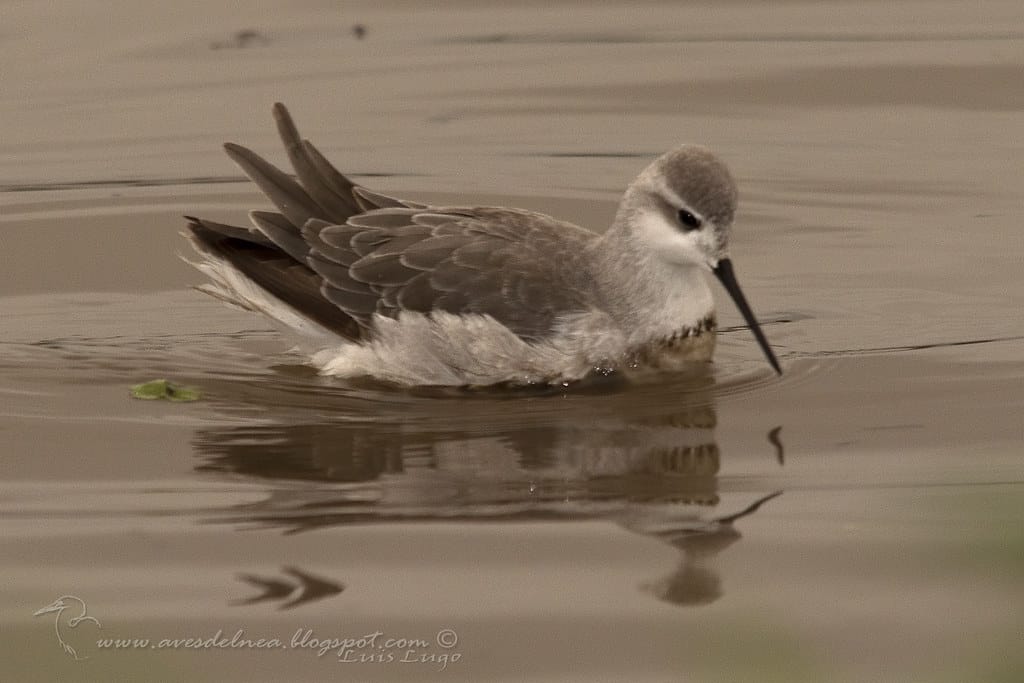 Falaropo común (Wilson´s Phalarope) Phalaropus tricolor
