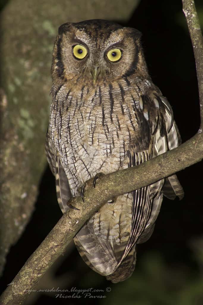 Alilicucú común (Tropical Screech-Owl) Megascops choliba