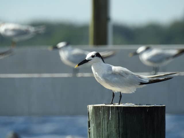 Sandwich Tern