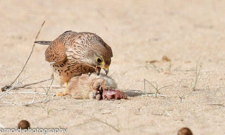 Birds of prey eating Fat Sand Rats near Jubail – Records by Arnold Uy