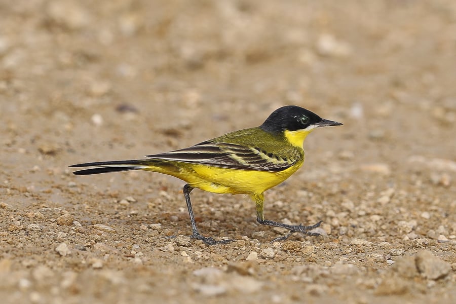 Wagtail Bird of Israel 'Flights of Fancy' Yellow coffee Mug