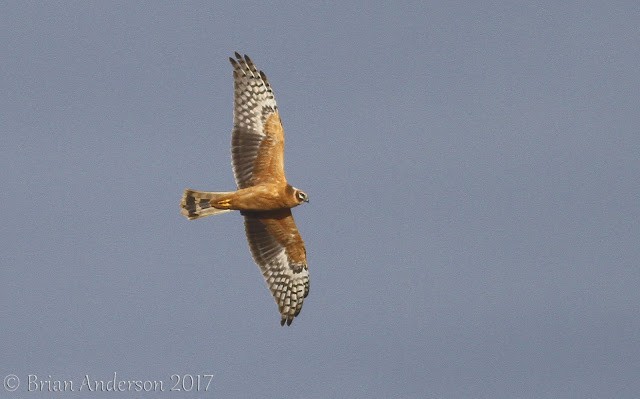 Pallid Harrier at New Holkham