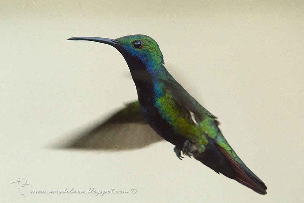 Picaflor vientre negro (Black-throated Mango) Anthracothorax nigricollis