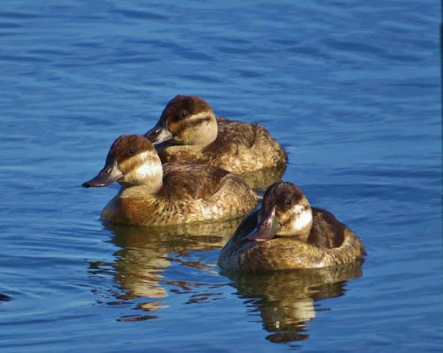 Specieswatch: 10 to 15 ruddy ducks left in UK after Europe-wide cull, Birds