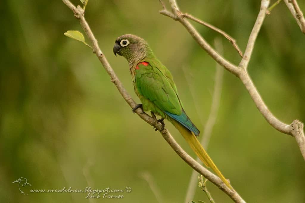 Blaze-winged Parakeet, Chiripepé de ala anaranjada (Pyrrhura devillei)