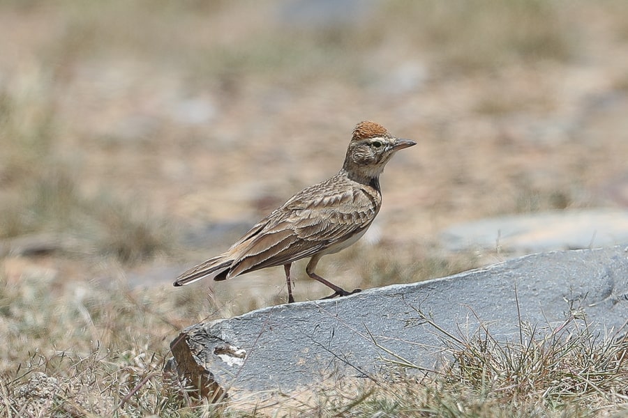 Blandford’s Lark in the Talea’a Valley – Abha